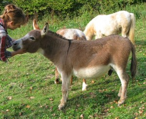 Baudet SIROCCO & ses Juments