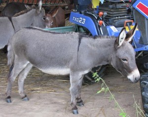 Valentina2011