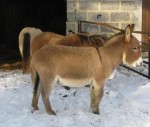 CHUNK2ans