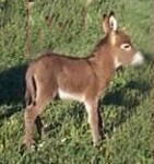 SON PEDIGREE
