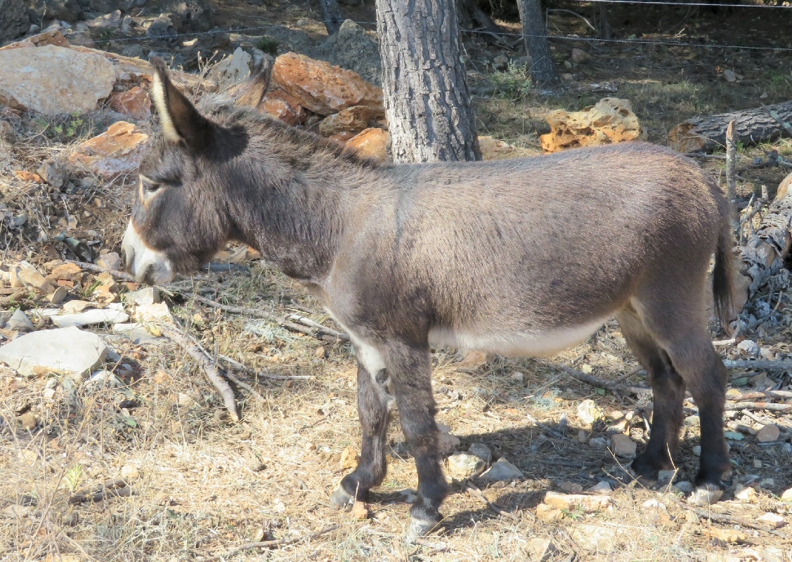 auto miniature a vendre